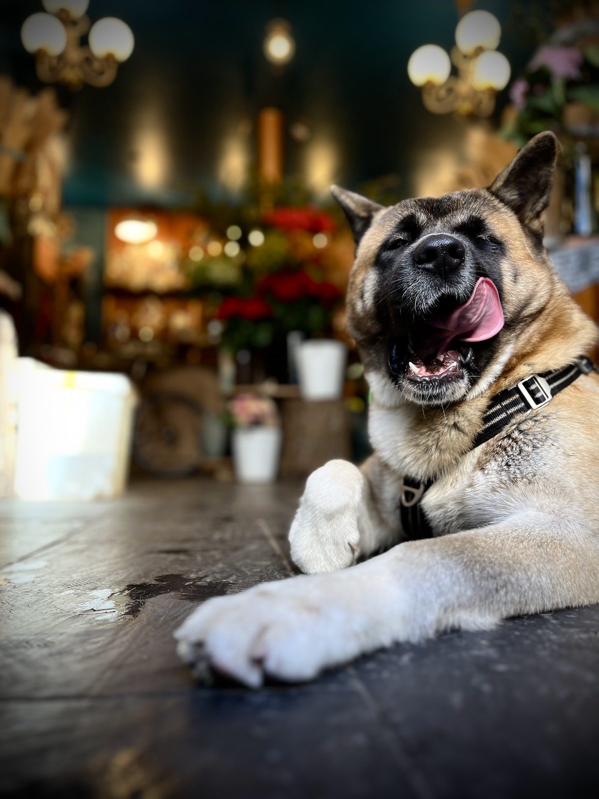 Le chien de la boutique, à l’accueil