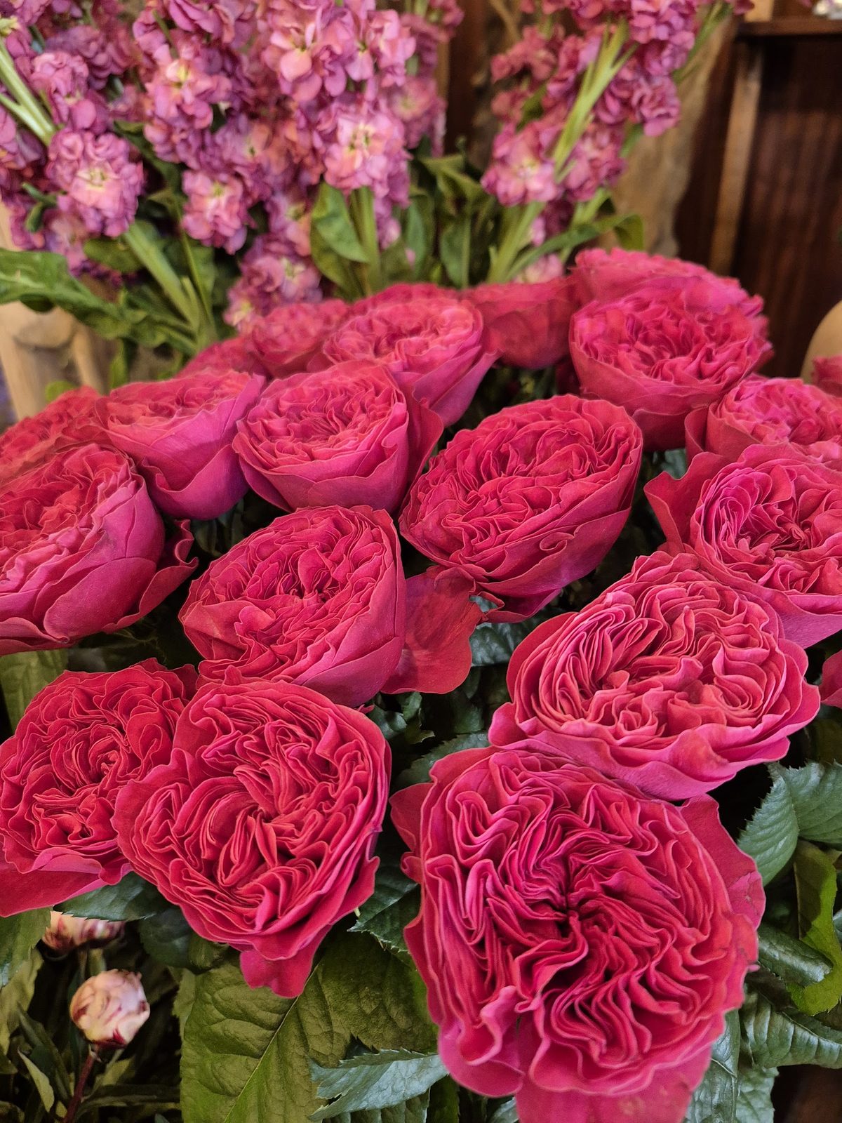 Roses de jardin fuchsia