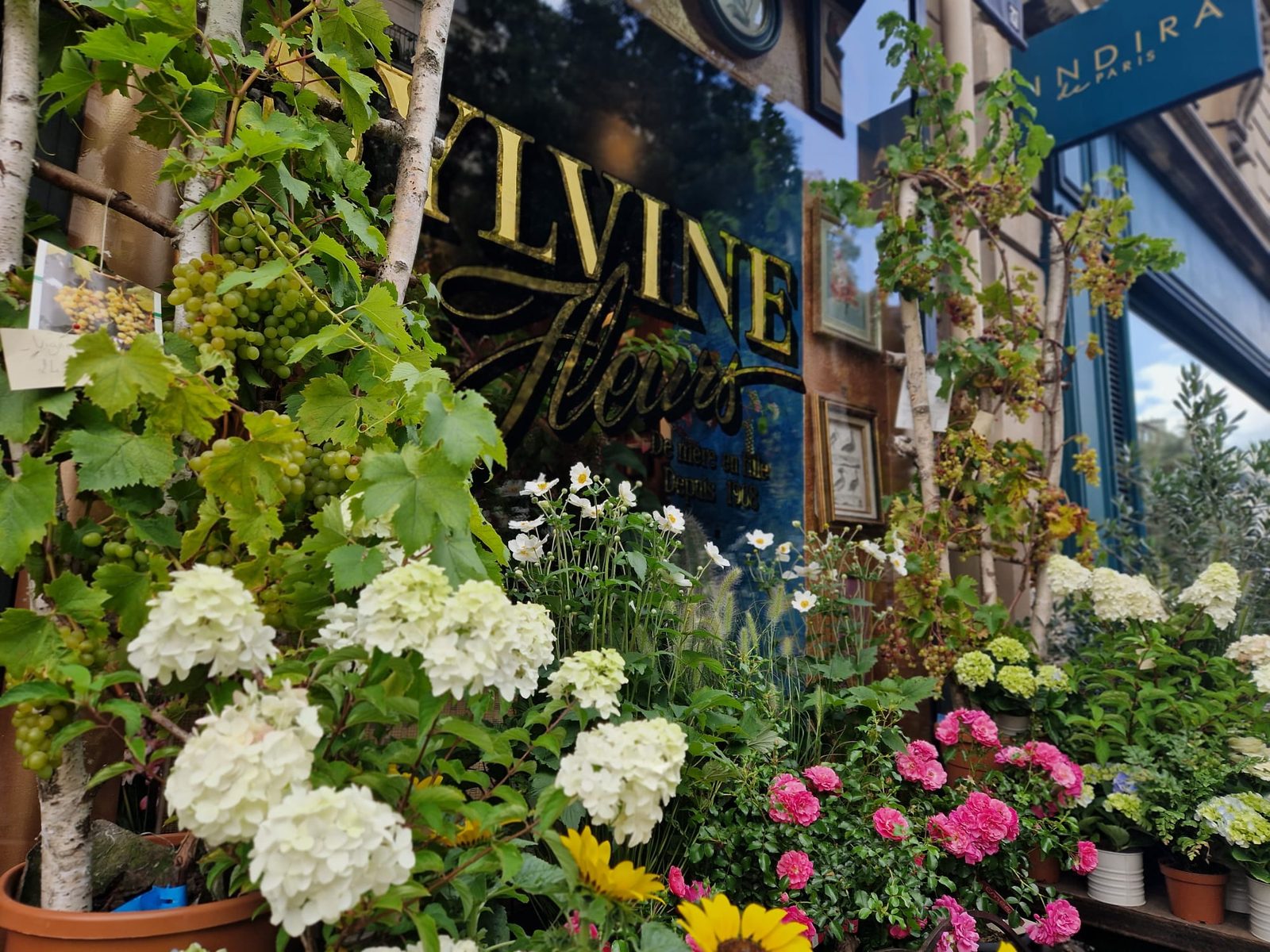 Hortensias blancs et roses devant la vitrine