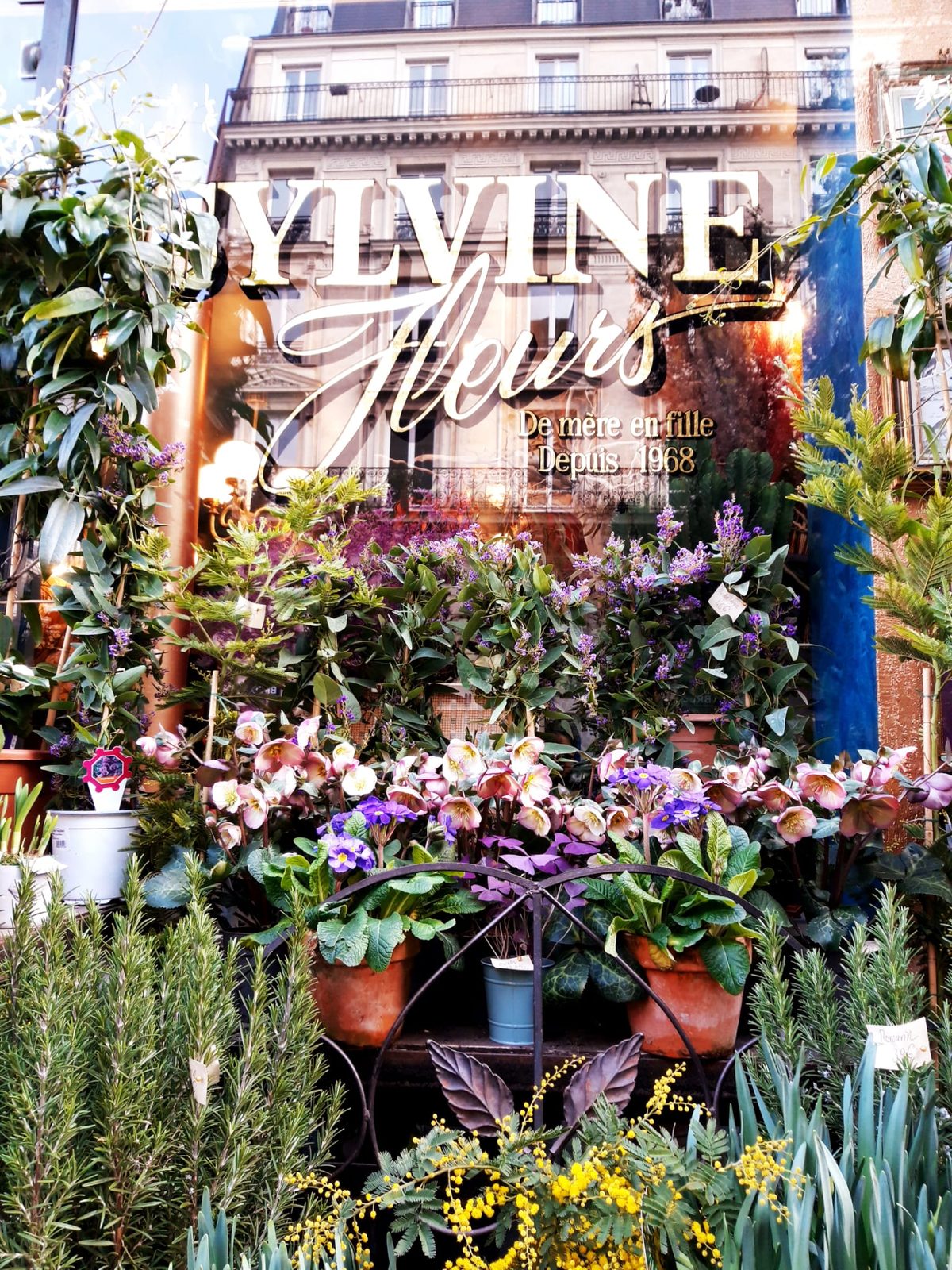 Le lettrage doré « Sylvine Fleurs » sur la vitrine, hortensias et roses au premier plan